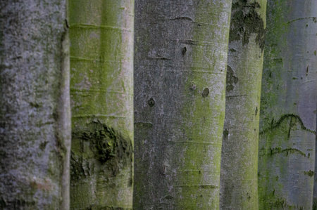 tree line trunks of old beech trees standing in the forest with autumn colored orange leaves and...