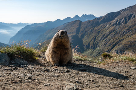Marmot on the top of a mountain in the Swiss Alps