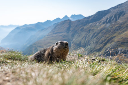 Alpine marmot (Marmota marmota) in the Swiss Alpsの写真素材