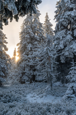 Wintermood sunrise in a mountains with frozen stones and spruce trees with inversion in Jeseniky mountains Czech Republicの写真素材