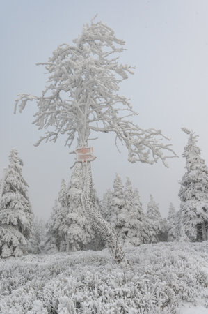 Wintermood sunrise in a mountains with frozen stones and spruce trees with inversion in Jeseniky mountains Czech Republicの写真素材
