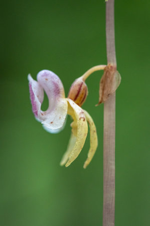 Beautiful very rare and endangered orchid the ghost orchid (Epipogium aphyllum) blooming in the middle of a deciduous forest with a green background in Moravia, Czech Republicの写真素材
