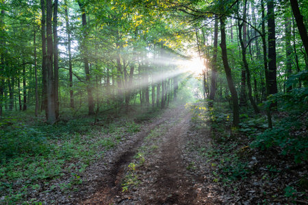 Sunset or sunrise in the green forest with rays of light passing through the trees