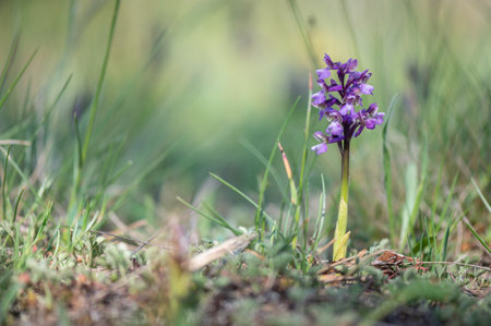 Purple wild orchid (Dactylorhiza majalis) in the forestの写真素材