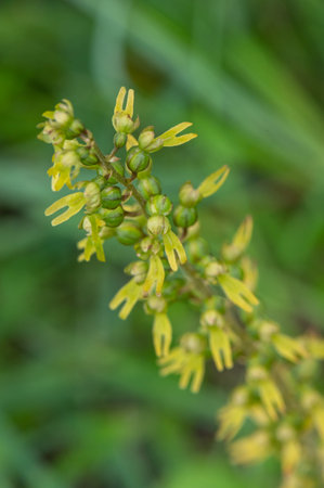 Yellow flowers on a background of green grass in the park in summerの写真素材