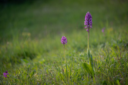 Dactylorhiza majalis in the meadow.の写真素材