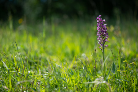 Dactylorhiza maculata, orchid in the meadowの写真素材