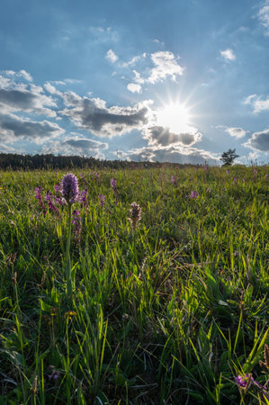 Sunset over a meadow with wild orchids in summerの写真素材