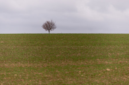 Lonely tree on a green field under a cloudy sky.の写真素材