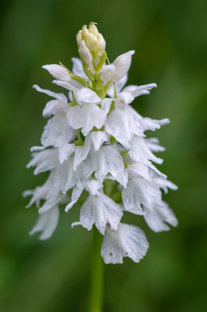 Dactylorhiza majalis, or common orchidの写真素材