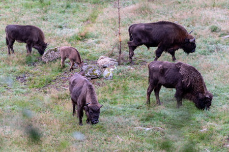 European bison (Bison bonasus) in the meadowの写真素材