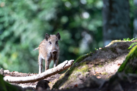 Wild boar (Sus scrofa) in the forest.の写真素材