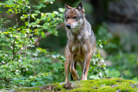 European Wolf (Canis lupus) in the forest.