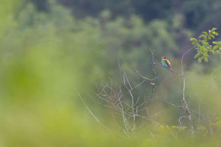 European bee eater (Merops apiaster) perched on a branch