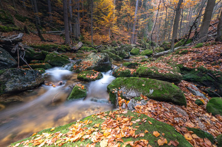 Autumn colors in the forests of the Carpathian Mountains.