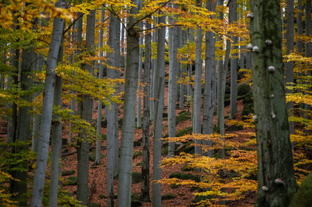 Beech forest in autumn colors with beech trees and yellow leavesの写真素材