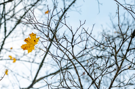 Yellow leaves on the branches of a tree in the autumn forest.の写真素材