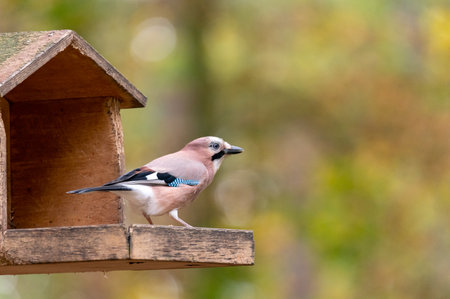 Eurasian jay (Garrulus glandarius) in a bird feederの写真素材