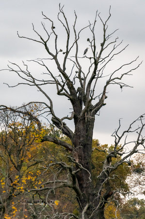 Dead tree in the autumn forest. Autumn landscape with a dead tree.の写真素材