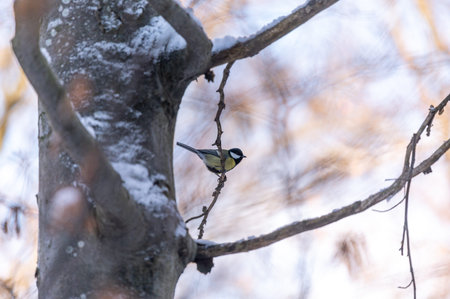 Great tit (Parus major) on a tree branch in winter