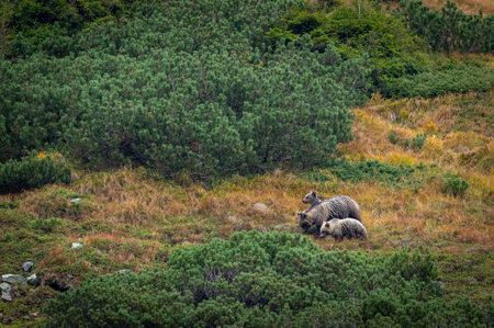 Grizzly Bear (Ursus arctos) mother and cubs in autumn forestの写真素材