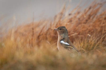 Common chaffinch, Fringilla coelebs, single bird on grass, Scotlandの写真素材
