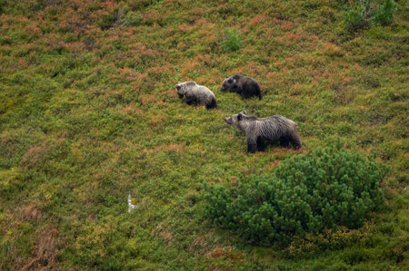 Grizzly Bear, Kamchatkaの写真素材