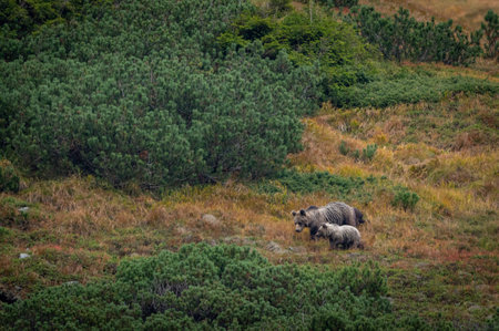 Grizzly Bear (Ursus arctos) in the autumn forestの写真素材