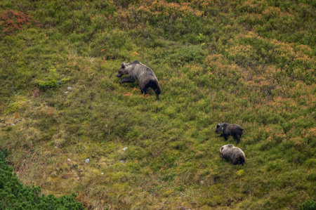 Grizzly Bear (Ursus arctos beringianus)の写真素材