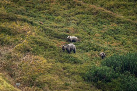 Grizzly Bear in the Pyrenees, Aragon, Spainの写真素材
