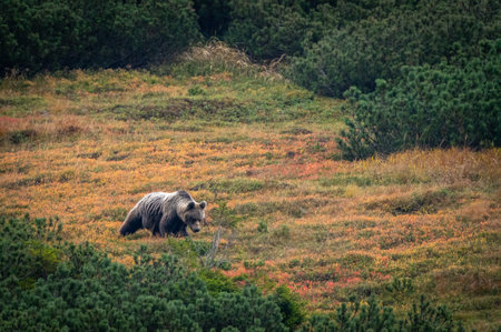 Grizzly Bear in the autumn forest. Sunset. Toned.の写真素材