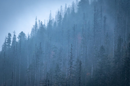 Foggy morning in the coniferous forest of the Ukrainian Carpathiansの写真素材