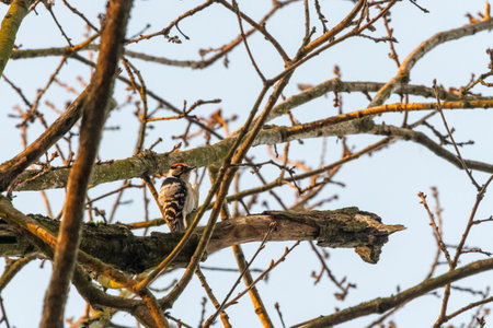 Woodpecker on a branch of a tree in the forest.の写真素材