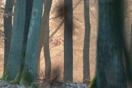 Morning in the forest. Sunlight through the trees. The sun's rays through the trees.の写真素材
