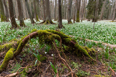 snowdrop flowers blooming in spring forest with green grass and old tree trunksの写真素材