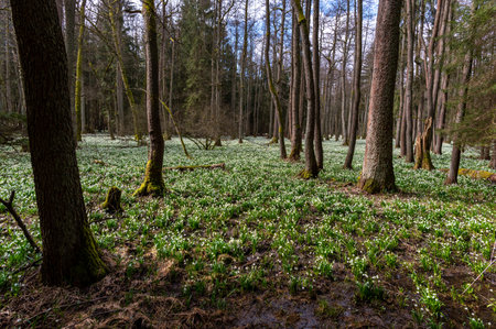 snowdrop flowers blooming in spring forest. Latvia.の写真素材