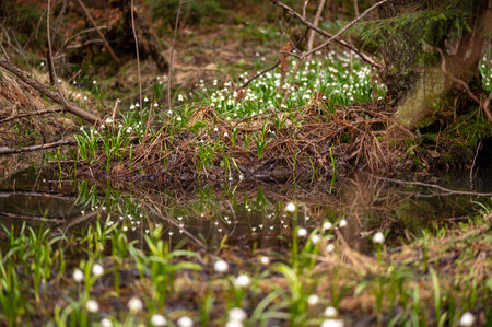 snowdrop flowers in the forest. early spring in the forestの写真素材