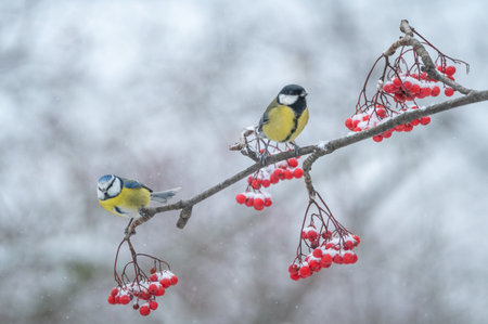 Two birds on a branch of a rowan covered with snow.の写真素材