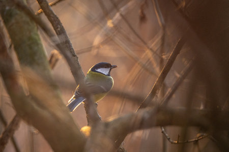 Great tit, Parus major, single bird on branch, Warwickshireの写真素材