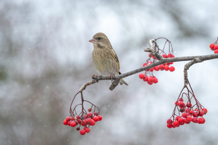 Female House Finch (Carduelis chloris) perched on a rowan branch with red berries.