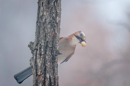 Eurasian jay (Garrulus glandarius) sitting on a tree in winter.の写真素材