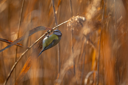 Blue Tit (Parus caeruleus) perched on a reedの写真素材