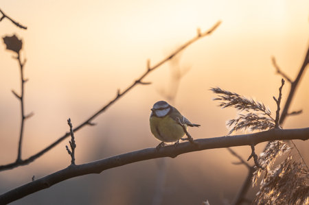 Blue Tit (Cyanistes caeruleus) perched on a branch at sunsetの写真素材