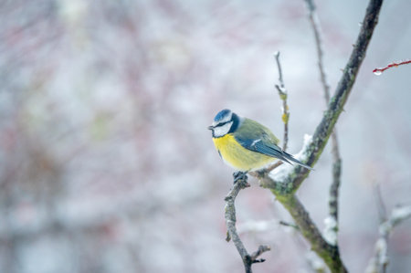 Blue tit (Cyanistes caeruleus) on a branch in winterの写真素材