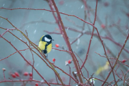 Great tit, Parus Major, single bird on branch, Warwickshireの写真素材
