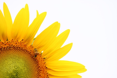 bee on sunflower on white backgroundの写真素材