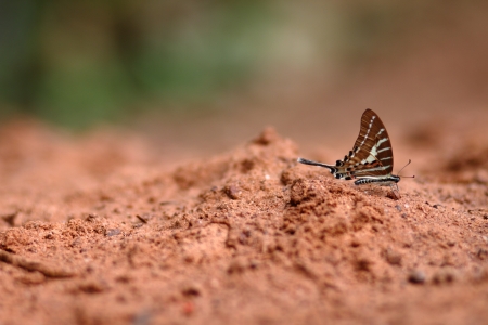 butterfly on groundの写真素材