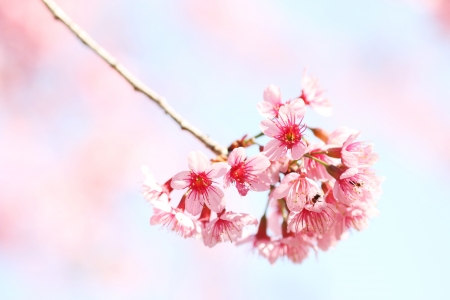 A bunch of Sakura flowers in Thailandの写真素材