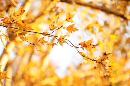 autumn leaves of maple in sunlightの写真素材
