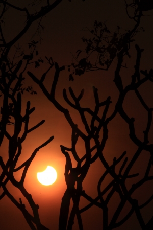 partial eclipse of the sun with trees as foregroundの写真素材